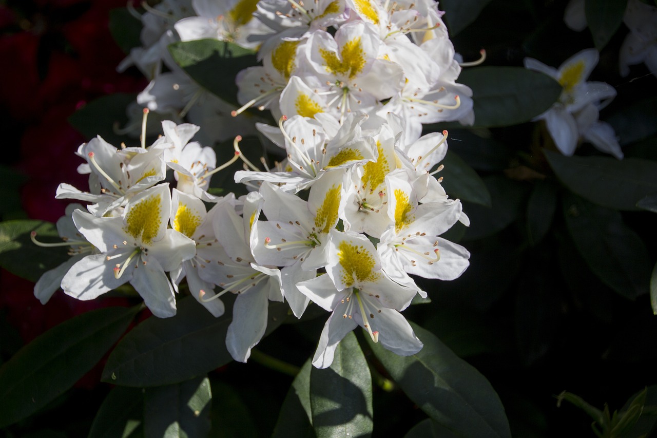 素描大师与花卉的邂逅——杭州富阳地方露地花卉市场之旅富阳花卉市场在哪  第1张